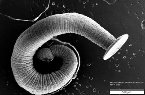 Does cold weather kill tapeworms?