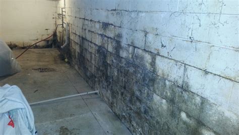 Does concrete absorb mold?