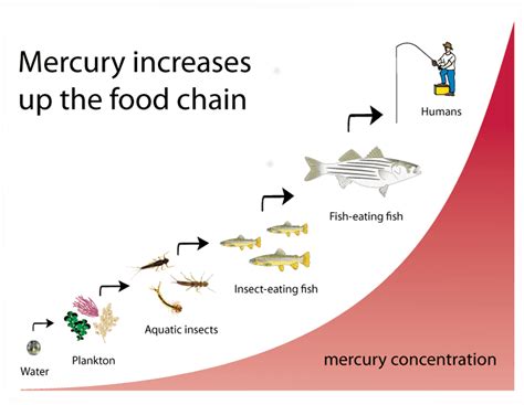 Does cooking destroy mercury?