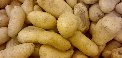 Does cooking potatoes remove solanine?