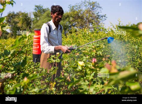 Does cotton use a lot of pesticides?