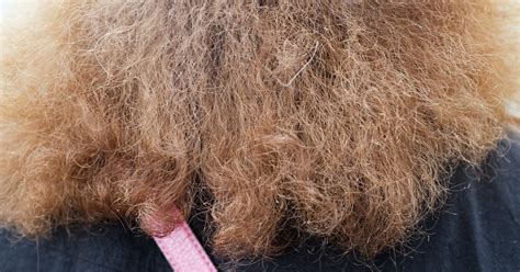 Does damaged hair cause frizz?
