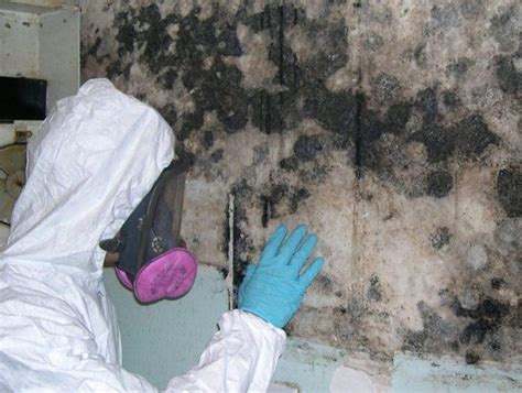 Does darkness kill mold?