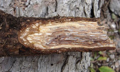 Does dead wood rot?