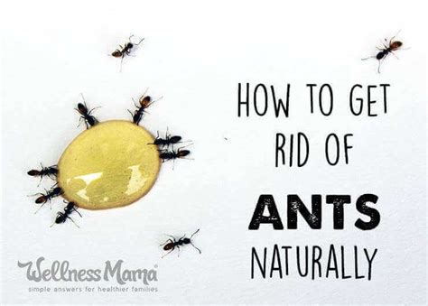 Does deodorant attract ants?