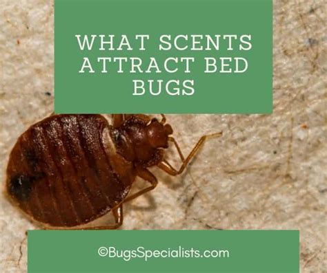 Does deodorant attract bugs?
