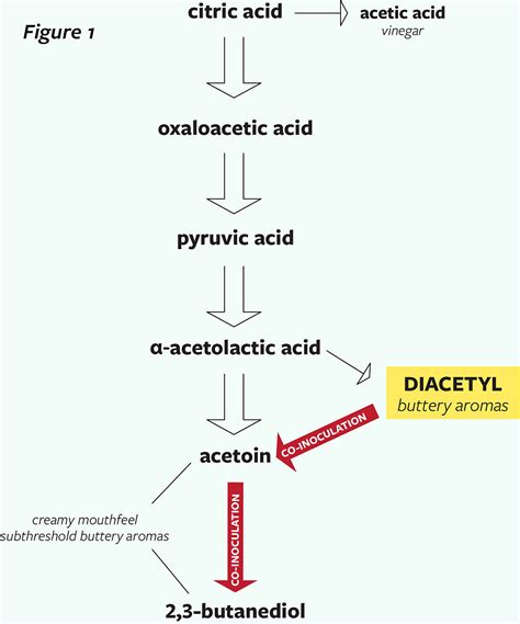 Does diacetyl affect the brain?