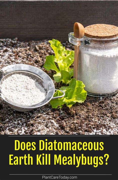 Does diatomaceous earth become ineffective?