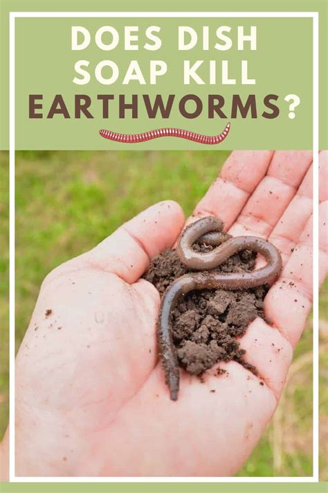 Does dish soap kill earthworms?
