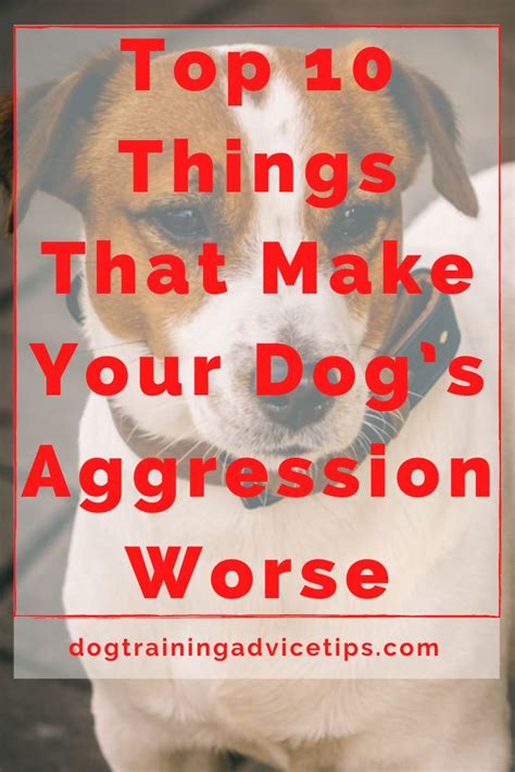 Does dog aggression get worse with age?