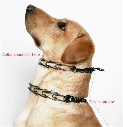 Does dog daddy use prong collars?