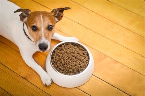 Does dog food go bad in plastic containers?