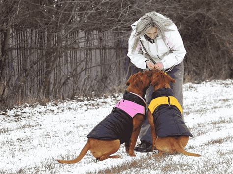 Does dog fur protect them from cold?