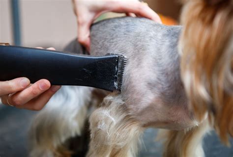 Does dog hair grow back after shaving?