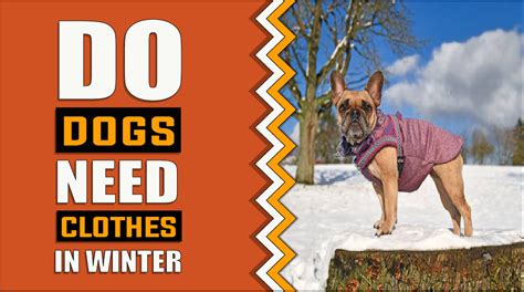 Does dog need clothes in winter?