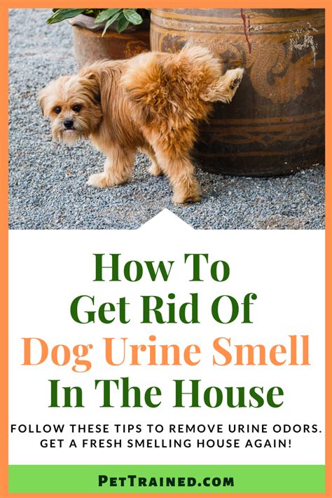 Does dog urine smell ever go away?