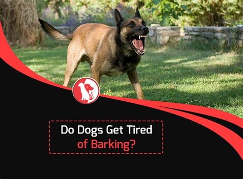 Does dogs get tired of running?