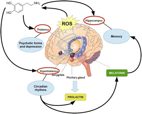 Does dopamine affect arousal?