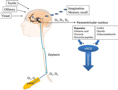 Does dopamine make you erect?