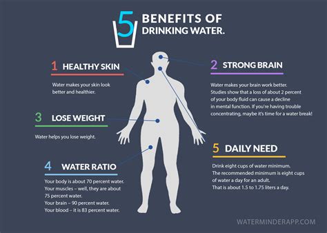 Does drinking water help with testosterone?