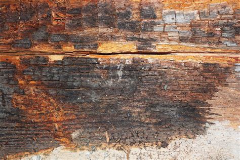 Does dry rot turn wood black?