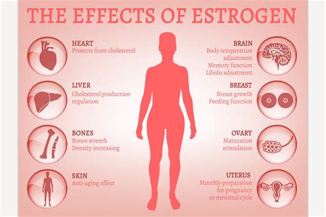Does estrogen affect lip size?
