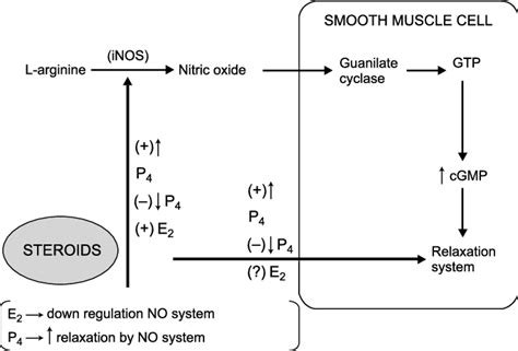 Does estrogen or progesterone relax smooth muscle?