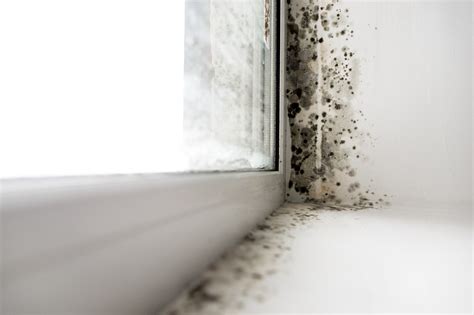 Does every home have black mold?