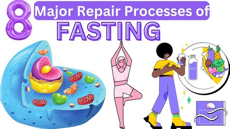 Does fasting repair cells?