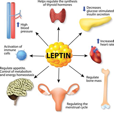 Does fat store hormones?