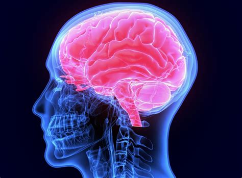 Does fear damage the brain?