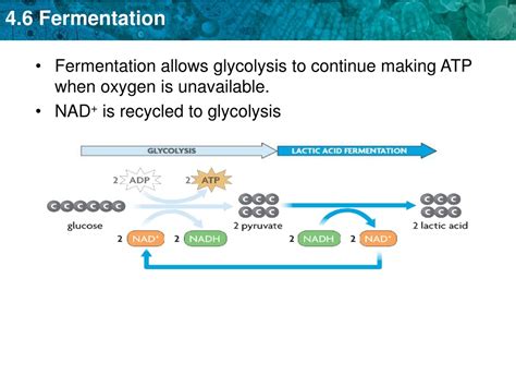 Does fermentation make ATP?