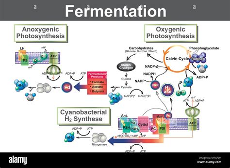 Does fermentation produce ammonia?