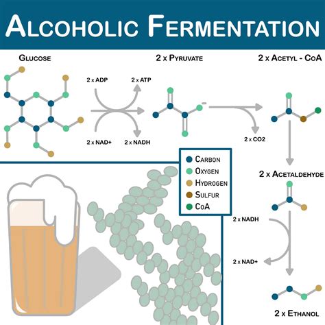 Does fermenting sugar make alcohol?