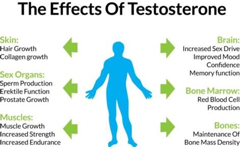 Does fiber lower testosterone?