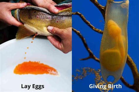 Does fish give birth or lay eggs?