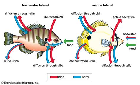 Does fish take negative energy?