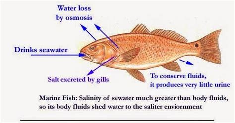 Does fish urinate?