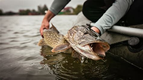 Does fishing feel good?