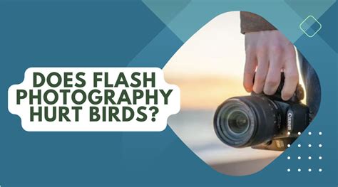 Does flash hurt birds?