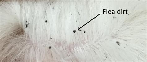 Does flea dirt mean active fleas?