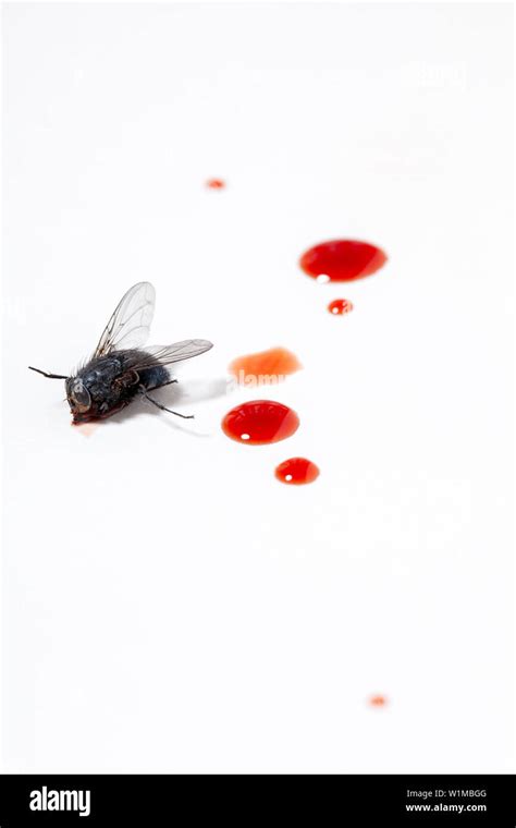 Does fly have blood?