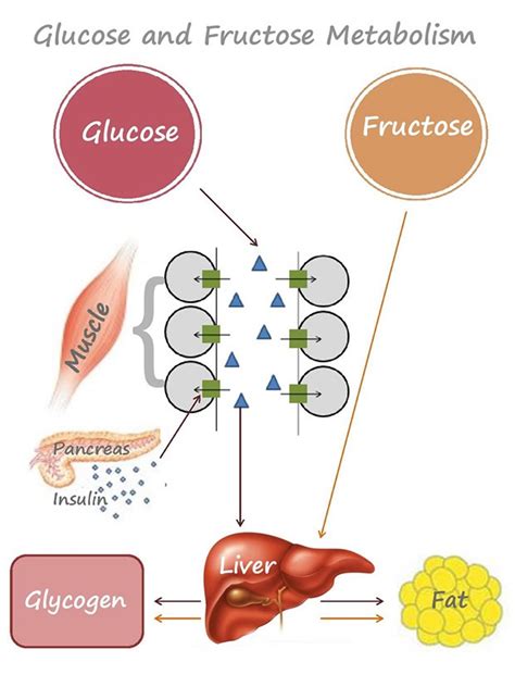 Does fructose turn into fat?