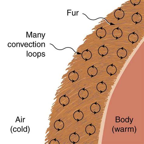 Does fur insulate heat?