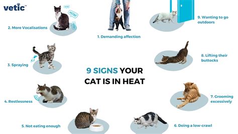 Does fur protect cats from heat?