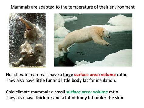 Does fur regulate body temperature?