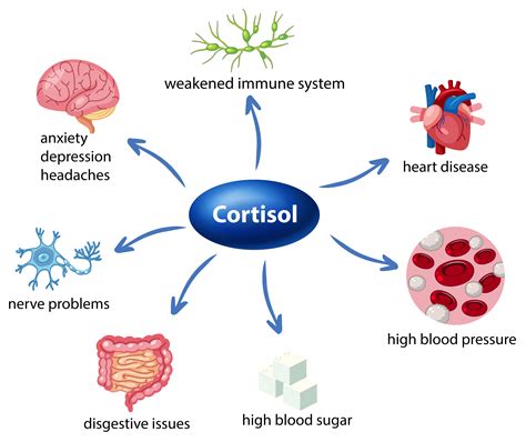 Does gabapentin affect cortisol levels?