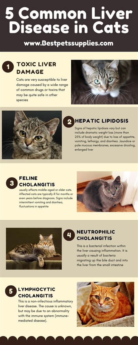 Does gabapentin cause liver damage in cats?