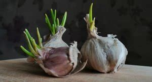 Does garlic clone itself?