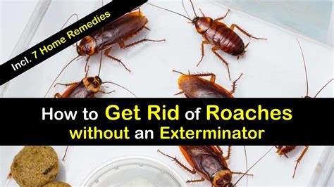 Does garlic get rid of roaches?